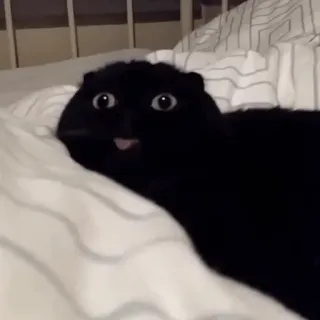 😝 gato, animal, fofo, preto, animal de estimação, meme whatsapp sticker