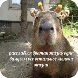 🤤 расслабься братан жизнь одна балдеем все остальное мелочи жизни capybara, girafe, animal, détente, vie whatsapp sticker
