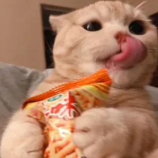 😺 gato, lambendo, lanche, comida, animal de estimação, animal whatsapp sticker