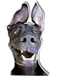 😄 chien, animal, animal de compagnie, mignon telegram sticker