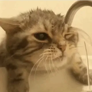 🐱 kucing, anak kucing, mandi, air, imut, hewan, peliharaan telegram sticker