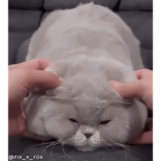 🥰 @FIX_X_FOX 猫, 宠物, 可爱, 动物, 搞笑, 家畜 whatsapp sticker