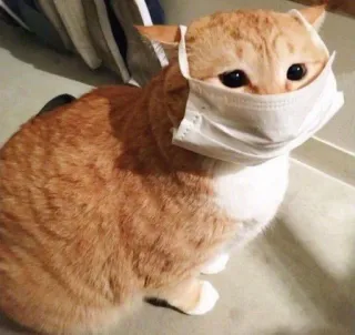 😷 кот, маска, домашнее животное, животное, безопасность, пандемия telegram sticker