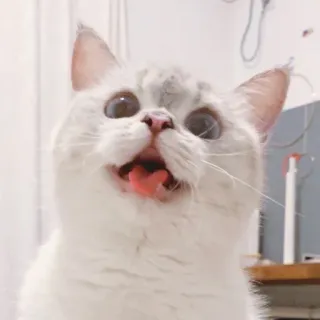 🐈 猫, 動物, ペット, 可愛い, 飼い猫, 舌, 愛らしい, 哺乳類 whatsapp sticker