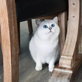 🙂 gato, animal, animal de estimação, fofo, doméstico, gato branco, olhos azuis, gatinho telegram sticker