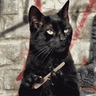 🐈‍⬛ mèo, mèo đen, meme, động vật, que kem telegram sticker