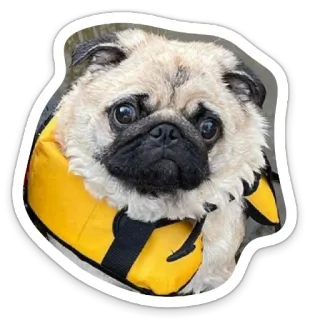😕 dog, pug, life vest, swimming, animal, cute telegram sticker