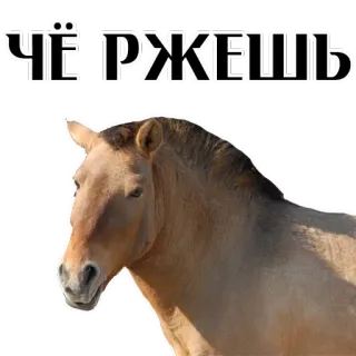 😡 ЧЁРЖЕШЬ ngựa, động vật, chữ, tiếng Nga, meme whatsapp sticker
