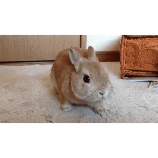 🐇 conejo, lindo, tierno, animal, mascota whatsapp sticker