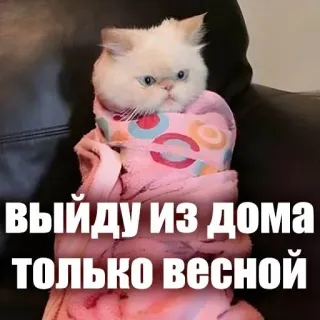 😡 выйду из дома только весной cat, meme, russian, spring, animal, funny, text telegram sticker