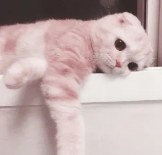 🌷 Katze, Kätzchen, Tier, Haustier, süß telegram sticker