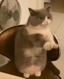 🎐 cat, animal, pet, funny, chair, cute telegram sticker