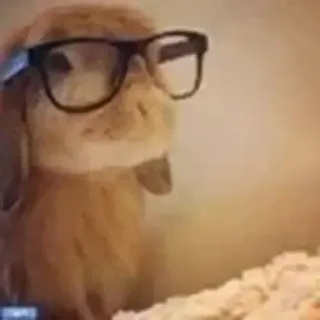 🤓 rabbit, bunny, glasses, nerd, cute, animal, funny telegram sticker