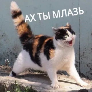 😡 АХ ТЫ МЛАЗЬ gatto, arrabbiato, russo, adesivo whatsapp sticker