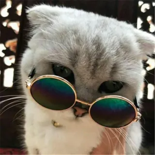 😺 chat, lunettes de soleil, animal, animal de compagnie, mode, style telegram sticker