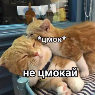 😉 *цмок*
не цмокай кошки, поцелуй, животные, милые, мем telegram sticker
