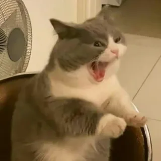 🐈 고양이, 하품, 애완동물, 애완동물, 귀여운, 동물 telegram sticker
