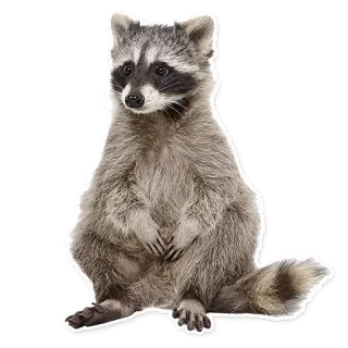 😳 浣熊, 动物, 哺乳动物, 野生动物, 可爱 telegram sticker