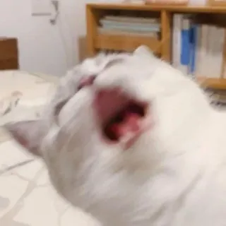 🐈 kucing, binatang, hewan peliharaan, menguap, kucing putih telegram sticker
