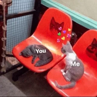 ⚡️ You Me gatos, relación, meme, amor, lindo, animales telegram sticker