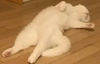 😐 Katze, schlafend, weiße Katze, entspannt, Haustier telegram sticker