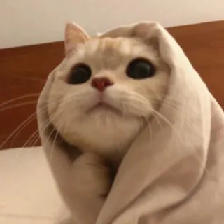 💎 猫, 動物, 可愛い, 子猫, ペット, 面白い, ミーム telegram sticker