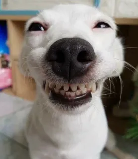 😆 chien, animal, sourire, dents, drôle, animal de compagnie telegram sticker