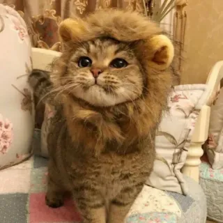 ☺️ Katze, Löwe, Haustier, Tier, süß, lustig, Kätzchen telegram sticker