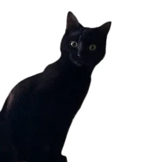 😺 gato, gato negro, mascota, animal telegram sticker