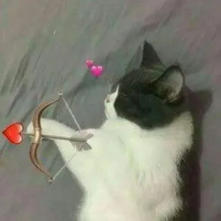 ❤️ cat, archer, arrow, heart, love, cute, valentine's day telegram sticker