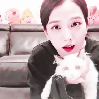 🐱 Jisoo gato, mascota, kpop, celebridad, animal, mujer, asiática, gato doméstico telegram sticker