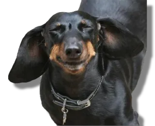 😄 dog, animal, dachshund, pet, cute, happy whatsapp sticker