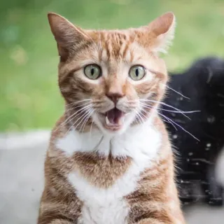 😲 gatto, gatto arancione, animale domestico, animale, gatto domestico, felino, mammifero telegram sticker