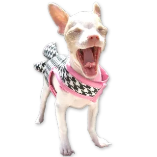 😴 собака, чихуахуа, зевок, домашнее животное, животное, гусиная лапка telegram sticker