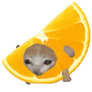 🐈 кот, оранжевый, смешной, животное, фрукт, мем telegram sticker