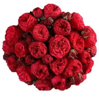 🌹 กุหลาบ, ดอกไม้, สีแดง, ช่อดอกไม้, ลายดอก, สวน whatsapp sticker