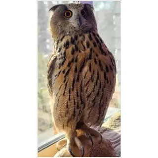 😑 owl, bird, predator, nature, wildlife, raptor telegram sticker