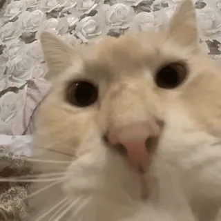 😡 mèo, động vật, thú cưng, vật nuôi, cận cảnh, mèo telegram sticker