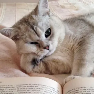 🪐 cat, reading, book, animal, pet telegram sticker