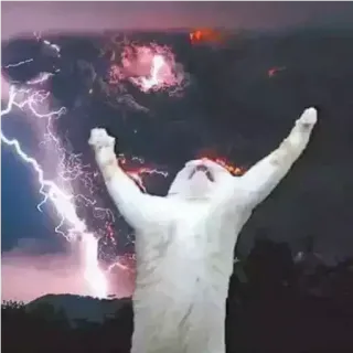 🐈 chat, éclair, orage, mème, drôle, humour, animaux whatsapp sticker