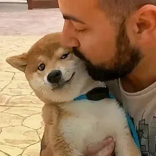 🤨 Hund, Shiba Inu, Haustier, Tier, süß, Mann, Zuneigung, Freundschaft telegram sticker