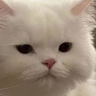 😒 gatto, gatto bianco, animale domestico, animale, gatto di casa, carino telegram sticker