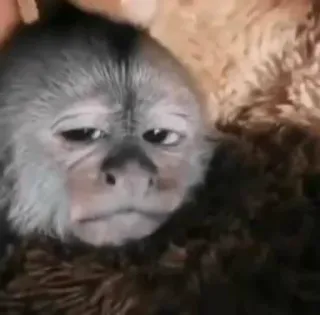 🙈 monkey, animal, sad, ape, primate telegram sticker