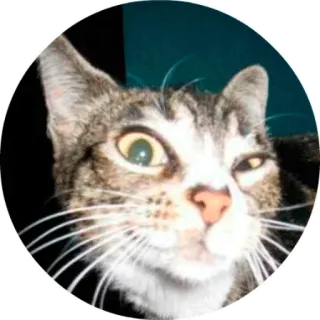😗 chat, animal de compagnie, animal, mignon, domestique telegram sticker