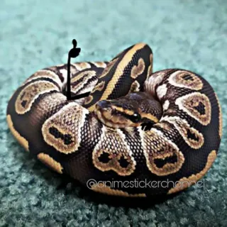 😁 schlange, python, tier, reptil, mittelfinger whatsapp sticker