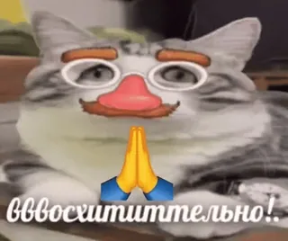 😁 вввосхититттельно! gato, gracioso, meme, ruso, adorable, lindo telegram sticker