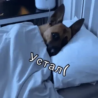 ☹️ Устал( собака, уставший, сонный, милый, кровать, русский telegram sticker