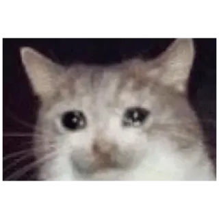 😢 gato, triste, chorando, meme, animal whatsapp sticker
