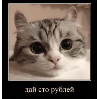 🤿 дай сто рублей chat, mendier, argent, russe telegram sticker