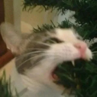 🌟 cat, christmas tree, animal, domestic, funny telegram sticker